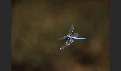 Südlicher Blaupfeil (Orthetrum brunneum)