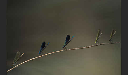 Gebänderte Prachtlibelle (Calopteryx splendens)