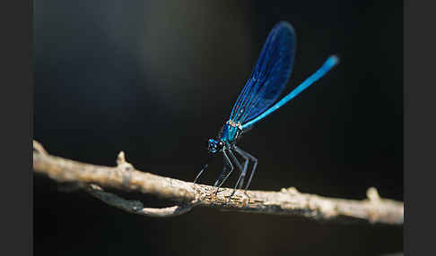 Gebänderte Prachtlibelle (Calopteryx splendens)