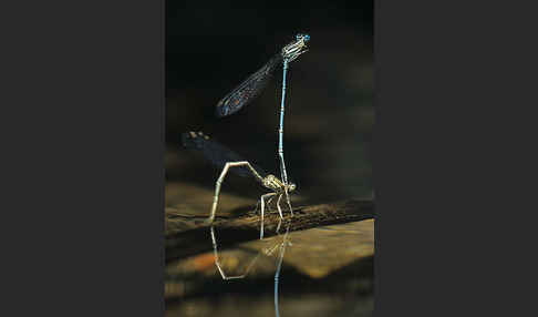 Federlibelle (Platycnemis pennipes)