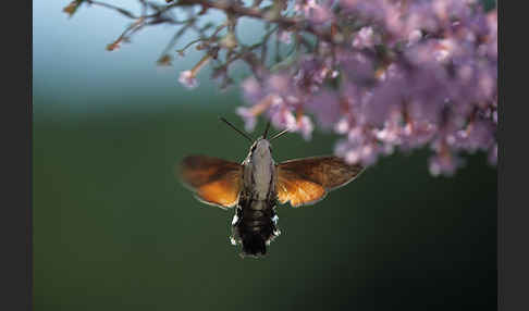 Taubenschwänzchen (Macroglossum stellatarum)