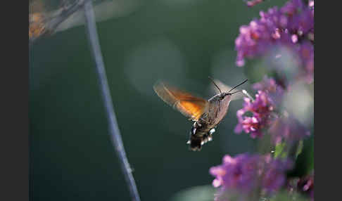 Taubenschwänzchen (Macroglossum stellatarum)