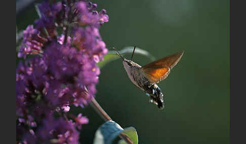 Taubenschwänzchen (Macroglossum stellatarum)