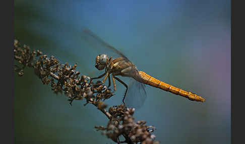 Frühe Heidelibelle (Sympetrum fonscolombei)