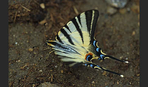 Segelfalter (Iphiclides podalirius)