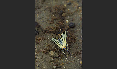 Segelfalter (Iphiclides podalirius)