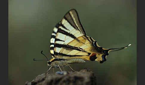 Segelfalter (Iphiclides podalirius)