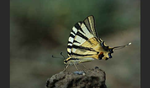 Segelfalter (Iphiclides podalirius)