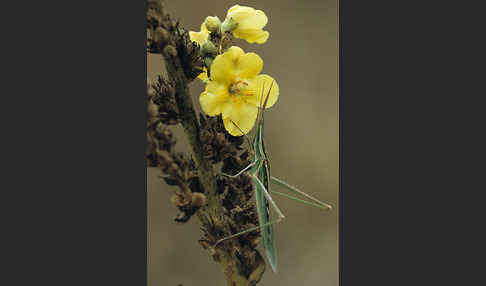 Nasenschrecke ssp. (Acrida ungarica mediterranea)