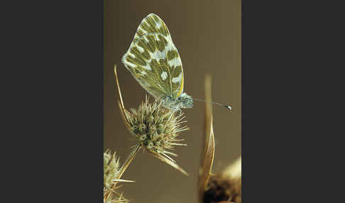 Resedaweißling (Pontia daplidice)