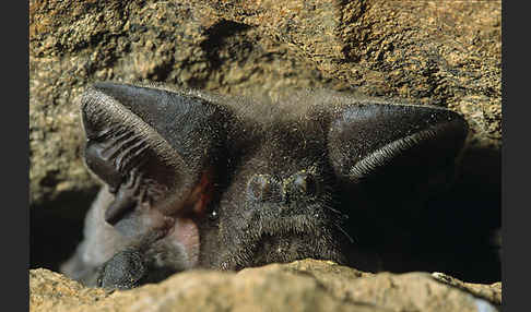 Europäische Bulldoggfledermaus (Tadarida teniotis)