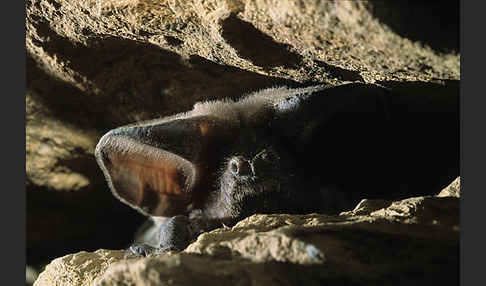 Europäische Bulldoggfledermaus (Tadarida teniotis)