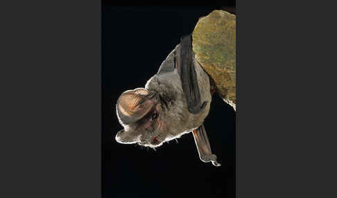 Europäische Bulldoggfledermaus (Tadarida teniotis)