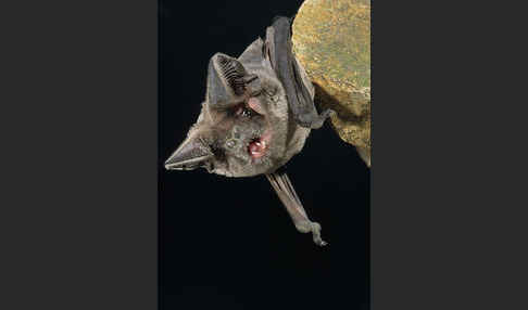 Europäische Bulldoggfledermaus (Tadarida teniotis)