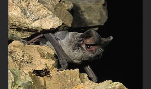 Europäische Bulldoggfledermaus (Tadarida teniotis)