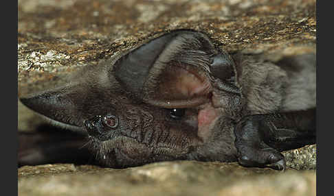 Europäische Bulldoggfledermaus (Tadarida teniotis)