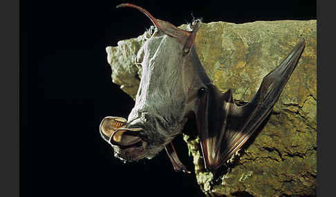 Europäische Bulldoggfledermaus (Tadarida teniotis)