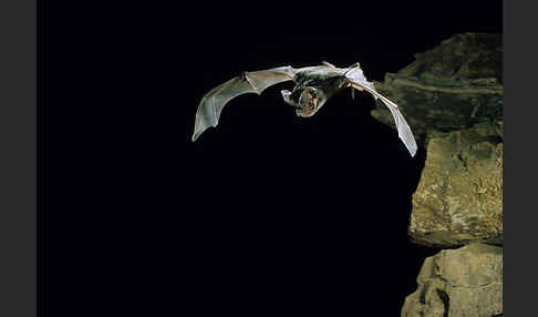 Europäische Bulldoggfledermaus (Tadarida teniotis)