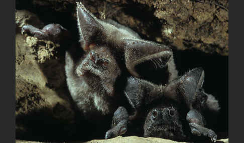 Europäische Bulldoggfledermaus (Tadarida teniotis)