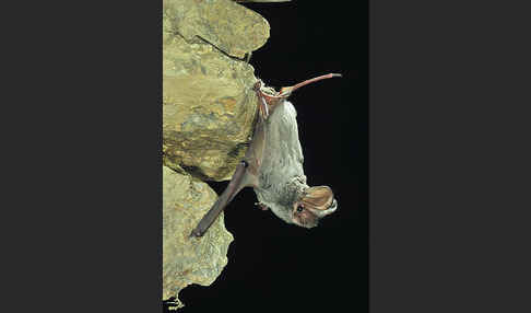 Europäische Bulldoggfledermaus (Tadarida teniotis)