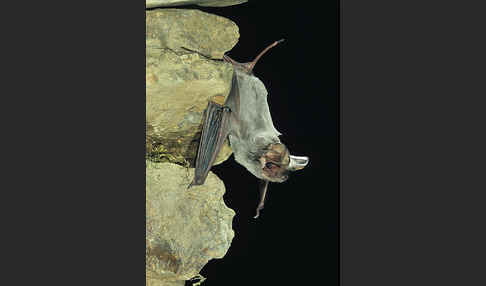 Europäische Bulldoggfledermaus (Tadarida teniotis)