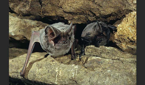 Europäische Bulldoggfledermaus (Tadarida teniotis)