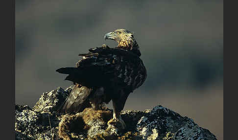 Steinadler (Aquila chrysaetos)