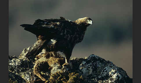 Steinadler (Aquila chrysaetos)