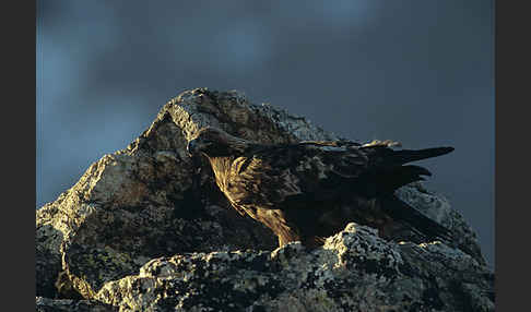 Steinadler (Aquila chrysaetos)