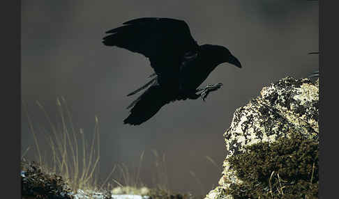 Kolkrabe (Corvus corax)