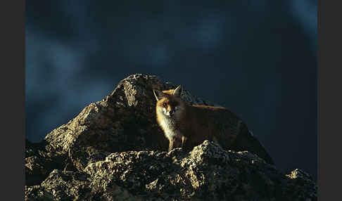 Rotfuchs (Vulpes vulpes)