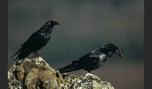 Kolkrabe (Corvus corax)