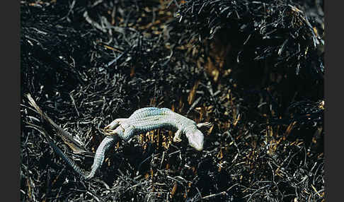 Zauneidechse (Lacerta agilis)