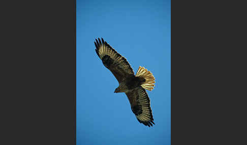 Adlerbussard (Buteo rufinus)