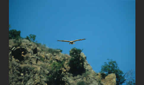 Adlerbussard (Buteo rufinus)