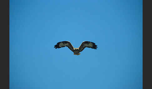 Adlerbussard (Buteo rufinus)