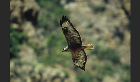 Adlerbussard (Buteo rufinus)