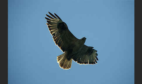 Adlerbussard (Buteo rufinus)