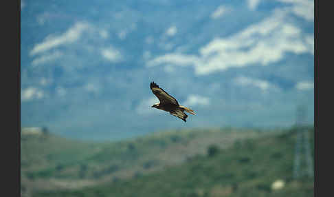 Adlerbussard (Buteo rufinus)