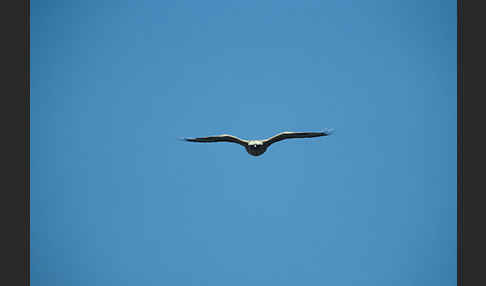 Adlerbussard (Buteo rufinus)