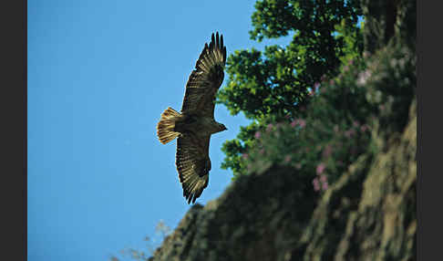 Adlerbussard (Buteo rufinus)