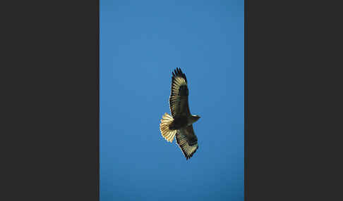 Adlerbussard (Buteo rufinus)