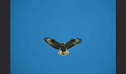 Adlerbussard (Buteo rufinus)