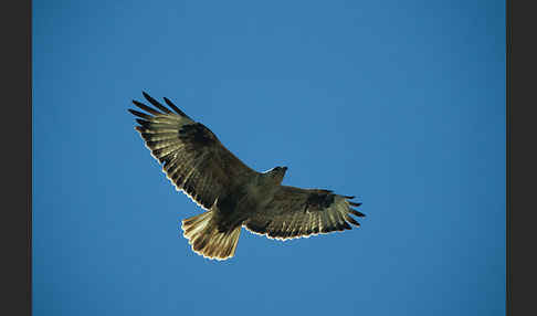 Adlerbussard (Buteo rufinus)