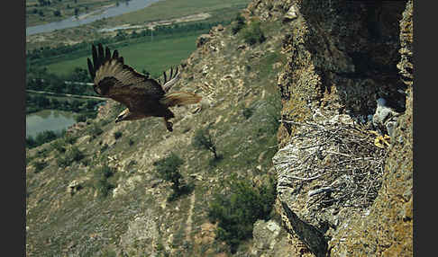 Adlerbussard (Buteo rufinus)