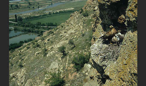 Adlerbussard (Buteo rufinus)