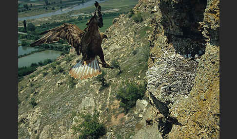 Adlerbussard (Buteo rufinus)