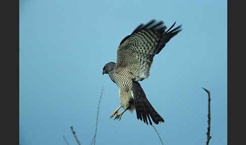 Kurzfangsperber (Accipiter brevipes)