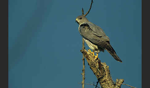 Kurzfangsperber (Accipiter brevipes)