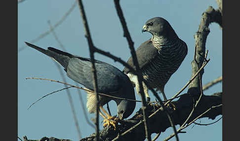 Kurzfangsperber (Accipiter brevipes)